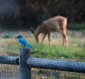 Bird and deer