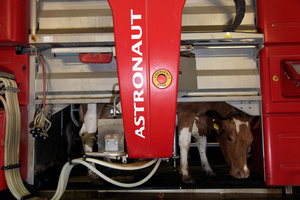 Robot de traître, Marsens. Cow in a milking robot,