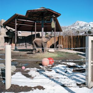 Elephants in Their Playpen