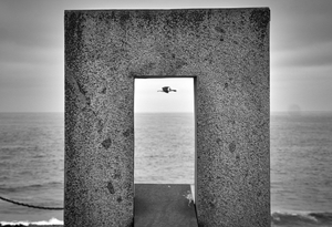 A seagull inside the box