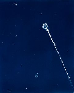 Siphonophore (Shooting Star)