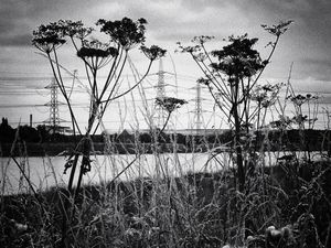 Wild Territory