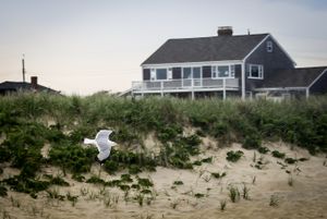 Gull in Flight
