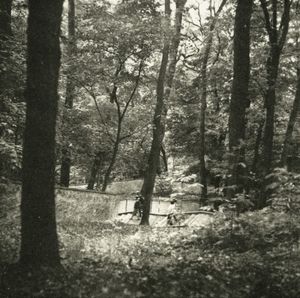 Through the Trees © Erin Malone