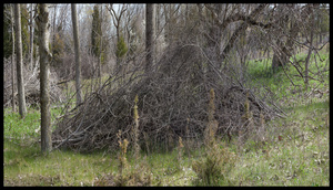 Point Peele Mound
