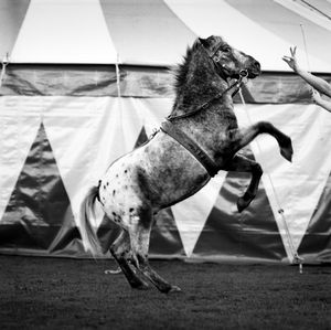 Circus Pony, John Lawson Circus