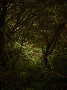 Point Reyes 2