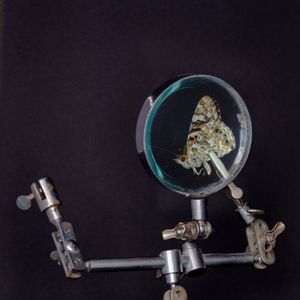 Painted Lady