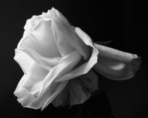 White Rose