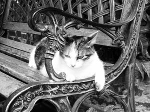 Cat on a bank - Hemingway's House