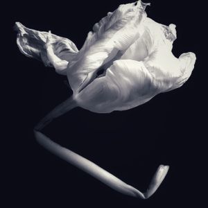 Tulip