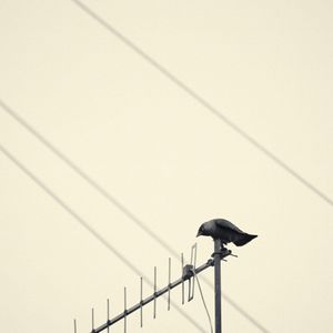 The Witness
