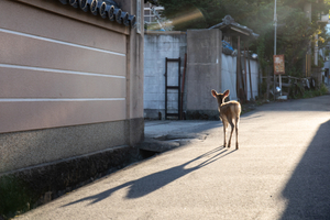 9/12/2020_At the entrance of a temple