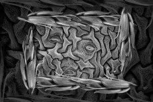 Camas Lily Stomata