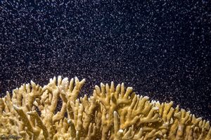 Mass medusae release of fire corals