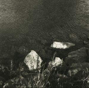 Sunlit Pondside © Erin Malone
