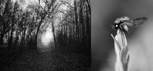 Diptych "Suffocating" and "free as a bug"