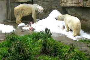 CAPTIVITY