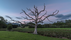 Fairytale Tree, Derwentwater, The Lake District. UK