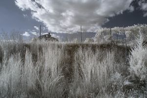 Silver Fields