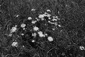 wild flowers on the way up to the northern cliff