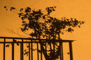 Plant Shadow