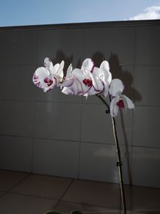Butterfly Orchid