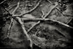 © Carolyn Meltzer