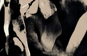 Metamorphosis 61