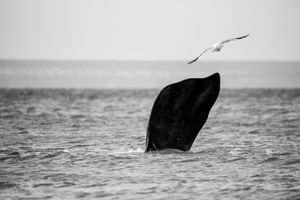 Whale BYN