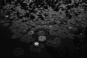 After the rain #13