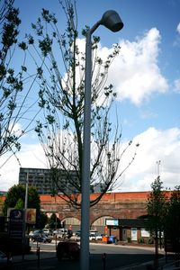 Urban trees, Urban & Street Photography, Landscape Photography, Documentary Photography. © Irena Siwiak Atamewan