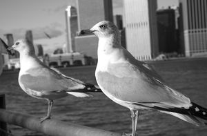 Avian Sense of the Way - Bright eyes