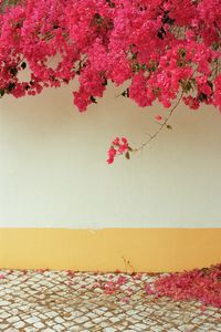 Bougainvillea