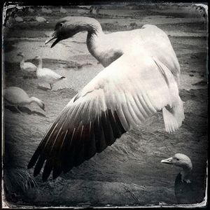 Snow Goose