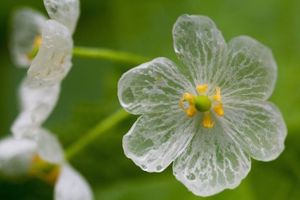 White Flowers 2