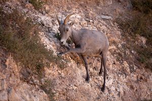 Grand Canyon resident