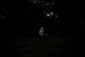 White cat