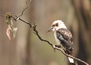 KOOKABURRA