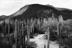 The Benito Juárez National Park is in the Valles Centrales Region of Oaxaca, Mexico