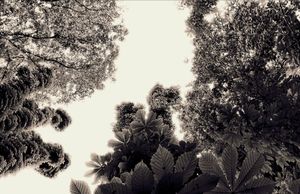 Trees 8
