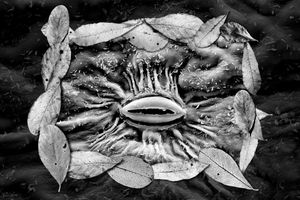 Willow Stomata