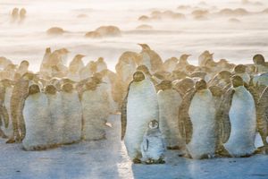 Emperors in the wind and snow.