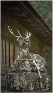 A deer at Tachiki Jinja Shrine, Shiga