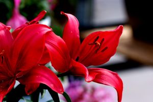 Red Lily