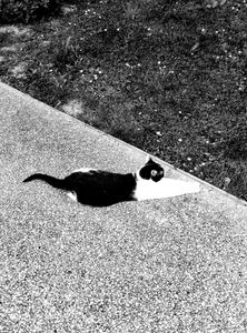 Stray Cats_25