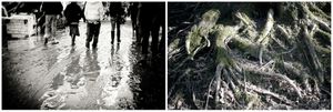 radici _ roots