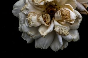 Flowers in Regents Park, London, 4