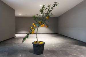 This is not a Lemon Tree Photo.