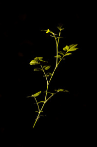 Illuminated IV